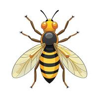 Syrphus Ribesii Stunning Representation vector