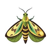 Tropidia Scita Stunning Representation vector