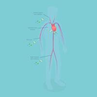 3D Isometric Flat Conceptual Illustration of PICC Line , Central Venous Catheter vector