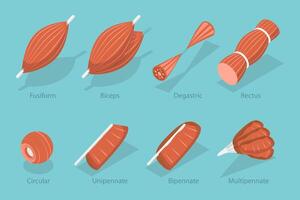 3D Isometric Flat Set of Skeletal Fiber Muscle, Types of Tissue vector