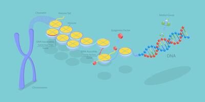 3D Isometric Flat Conceptual Illustration of Epigenetic Mechanisms, Educational Labeled Scheme vector
