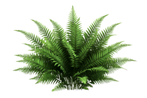 Lush green fern with vibrant fronds on a transparent background png