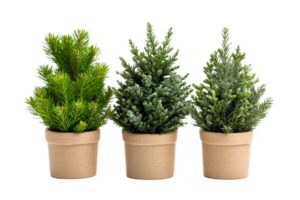 Decorative potted evergreen plants on a transparent background png