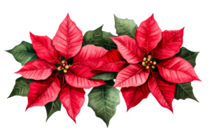Red poinsettia flowers with green leaves on transparent background png
