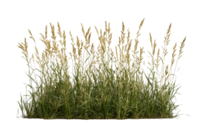 Green grass with golden flowers on a transparent background png