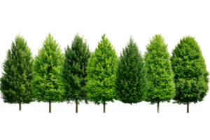 Row of green trees with transparent background png