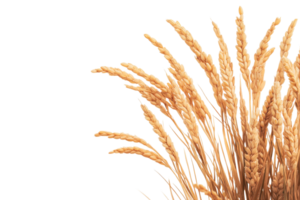 Wheat stalks arranged artistically on a transparent background png
