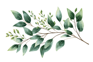 Elegant greenery branch with various leaf shapes and sizes png