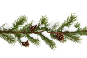 Pine branch with snow and pine cones during winter season png