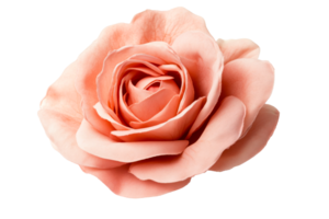 Peach rose with soft petals on a clear background png