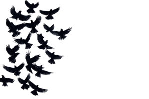 Birds in flight with transparent background for creative use png