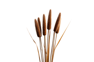 Dry ornamental grass with spikes on transparent background png