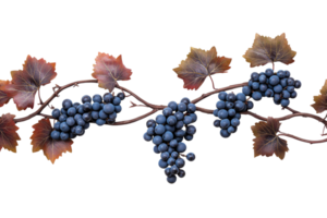 Unique bunch of grapes with leaves on transparent background png