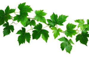 Green vine leaves with a transparent background for design use png