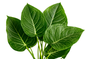 Lush green leaves with intricate veining on a transparent background png