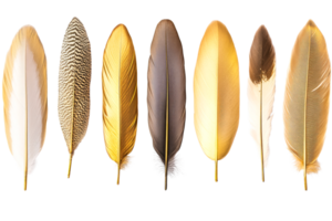 Elegant collection of assorted feathers with a transparent background png