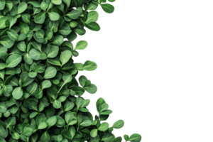 Lush green leaves with transparent background for design use png