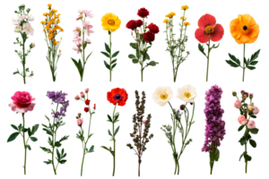 Varied colorful flowers on a transparent background for design use png