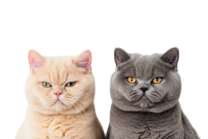 Two cats posing calmly with transparent background in studio png