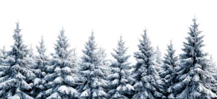 Snowy pine trees in winter against a transparent background png