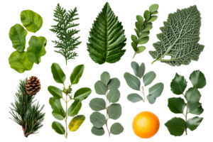 Assorted leaves and orange arranged beautifully, cut out transparent png