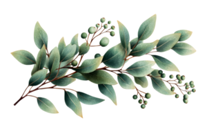 Watercolor eucalyptus leaves with berries, botanical illustration, cut out transparent png