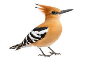 Colorful hoopoe bird with its elegant crest, standing, cut out transparent png