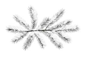 Pine branch covered with fluffy snow, isolated evergreen nature , cut out transparent png