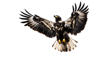 Majestic soaring eagle bird, predator in flight, wildlife nature, cut out transparent png