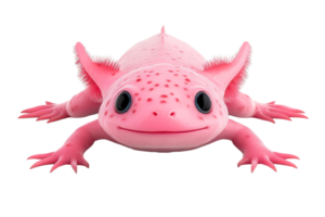 Pink Axolotl Front View Isolated on Black, Cut Out Transparent png