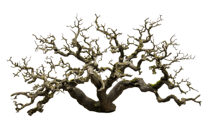 Old and mossy branches of a tree, with twisting limbs , cut out transparent png