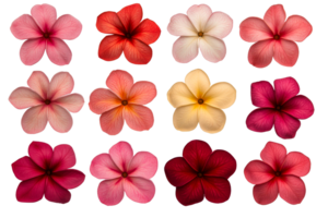 Twelve tropical plumeria flowers, vibrant colors and patterns, cut out transparent png
