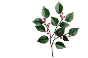 Green branch with red berries, clear bg png