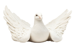 White dove with open wings in a clear setting png