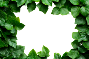 Ivy leaves frame on a transparent background png