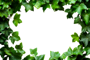 Green ivy leaves border on transparent background png