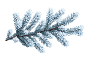 Frosted pine branch on a transparent background png