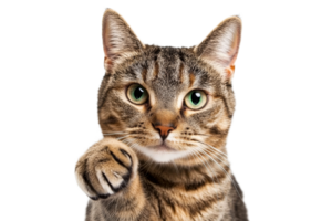 Cat pawing at the camera with curious expression png