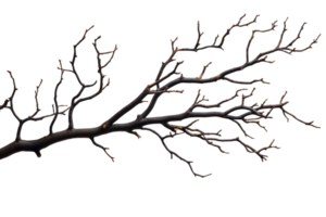 Bare branch with intricate twists and turns png