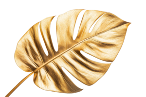 Golden monstera leaf with transparent background png