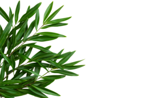 Fresh green leaves arranged elegantly on a branch png