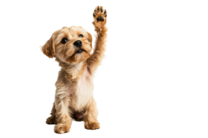 Cute dog raising paw for attention or greeting png