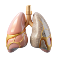 magnificent rustic Anatomical Lung Illustration Transparent for Respiratory Studies authentic png