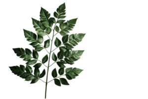 Green leafy branch with multiple leaflets png