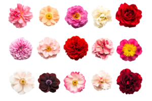 Flower collection with various colors and types png