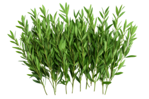 Fresh green leafy branches arranged in a row png
