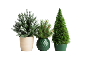 Mini fir trees in decorative pots on black background, cut out transparent png