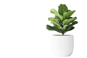 Fiddle-leaf fig plant in white pot, detailed leaves, isolated, cut out transparent png