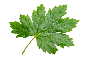 Wet green leaf of currant, isolated on black background, cut out transparent png