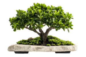 Miniature Ficus Bonsai Tree Isolated on Black, cut out transparent png
